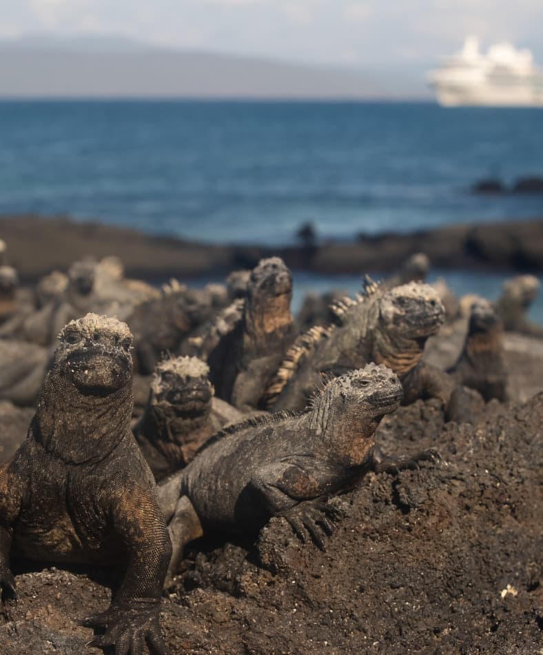 A group of marine iguanas perched on the rocky formations