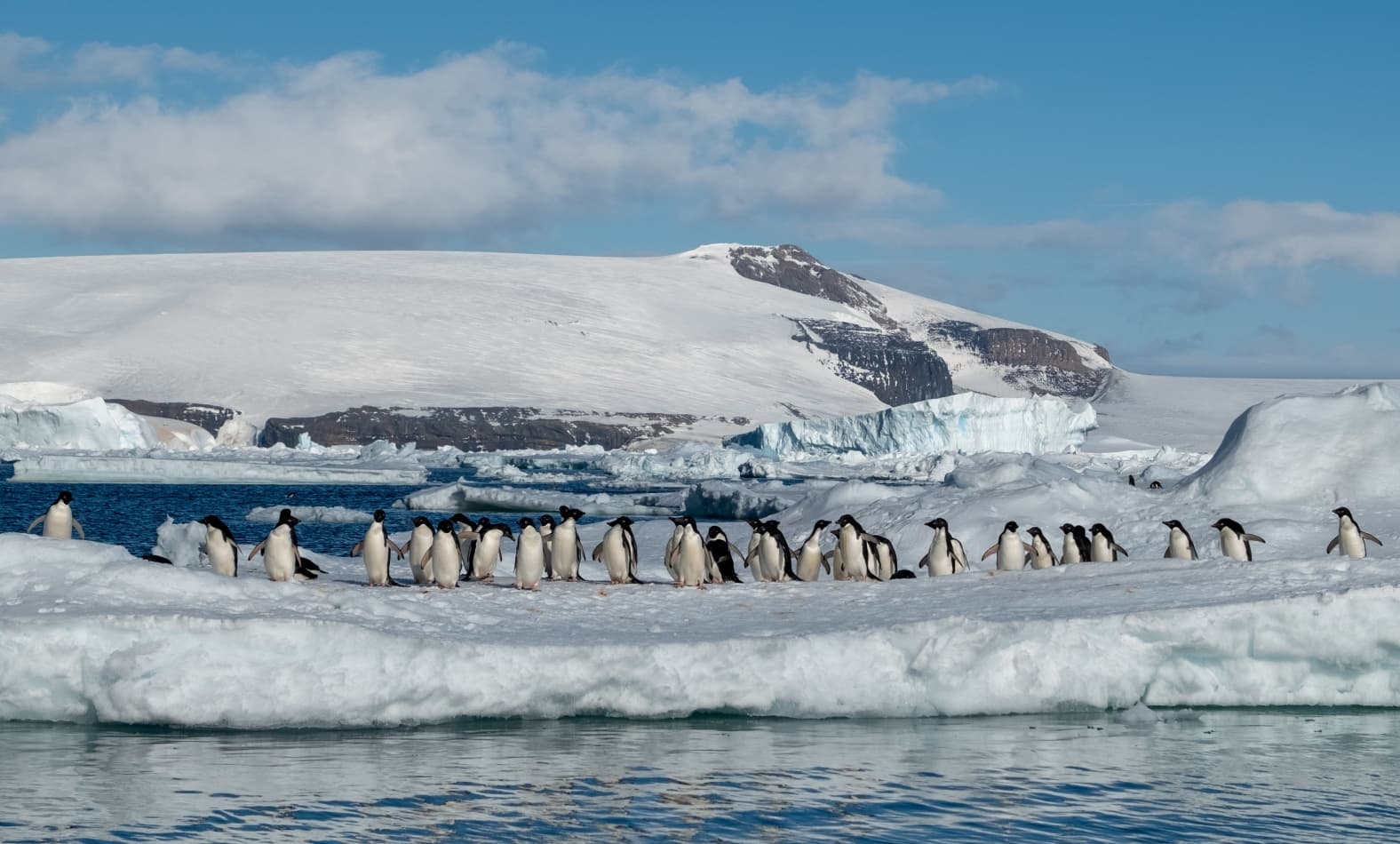 Marching penguins