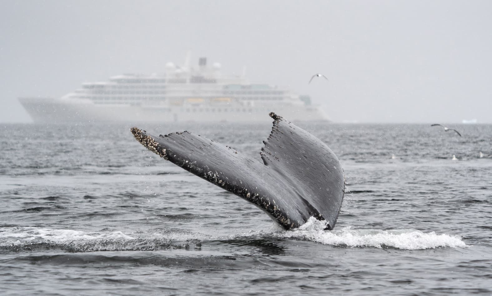 Whale sighting