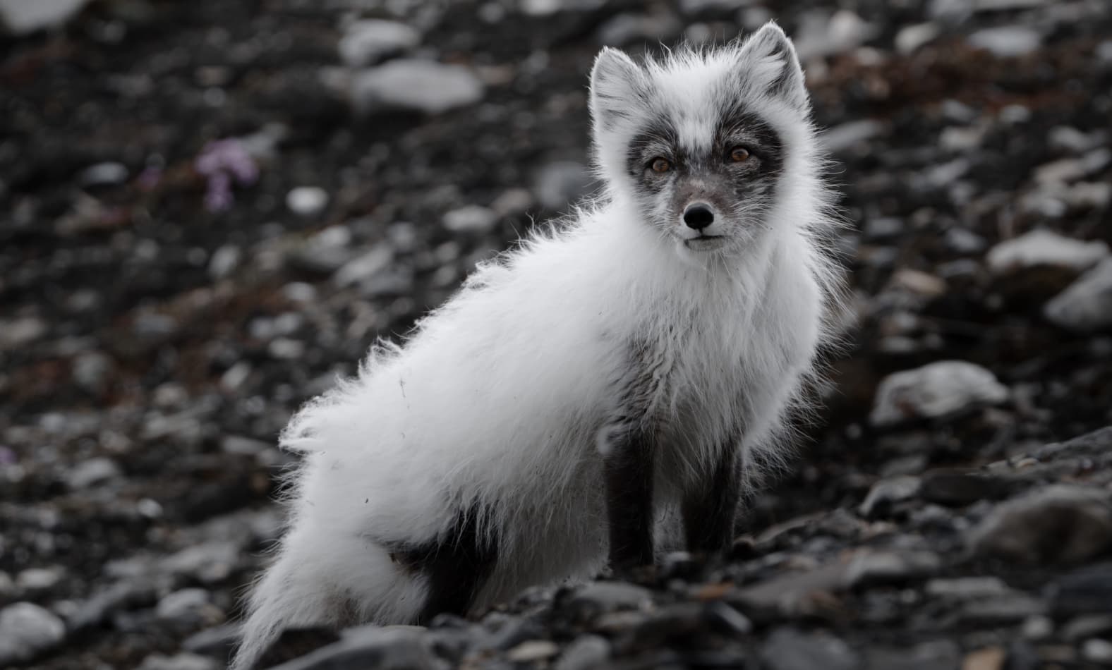 Arctic fox