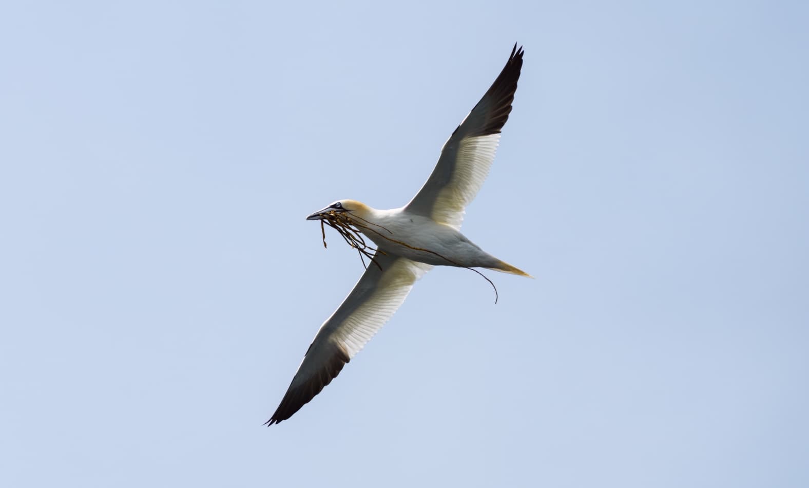 A Northern Gannet flying in the sky