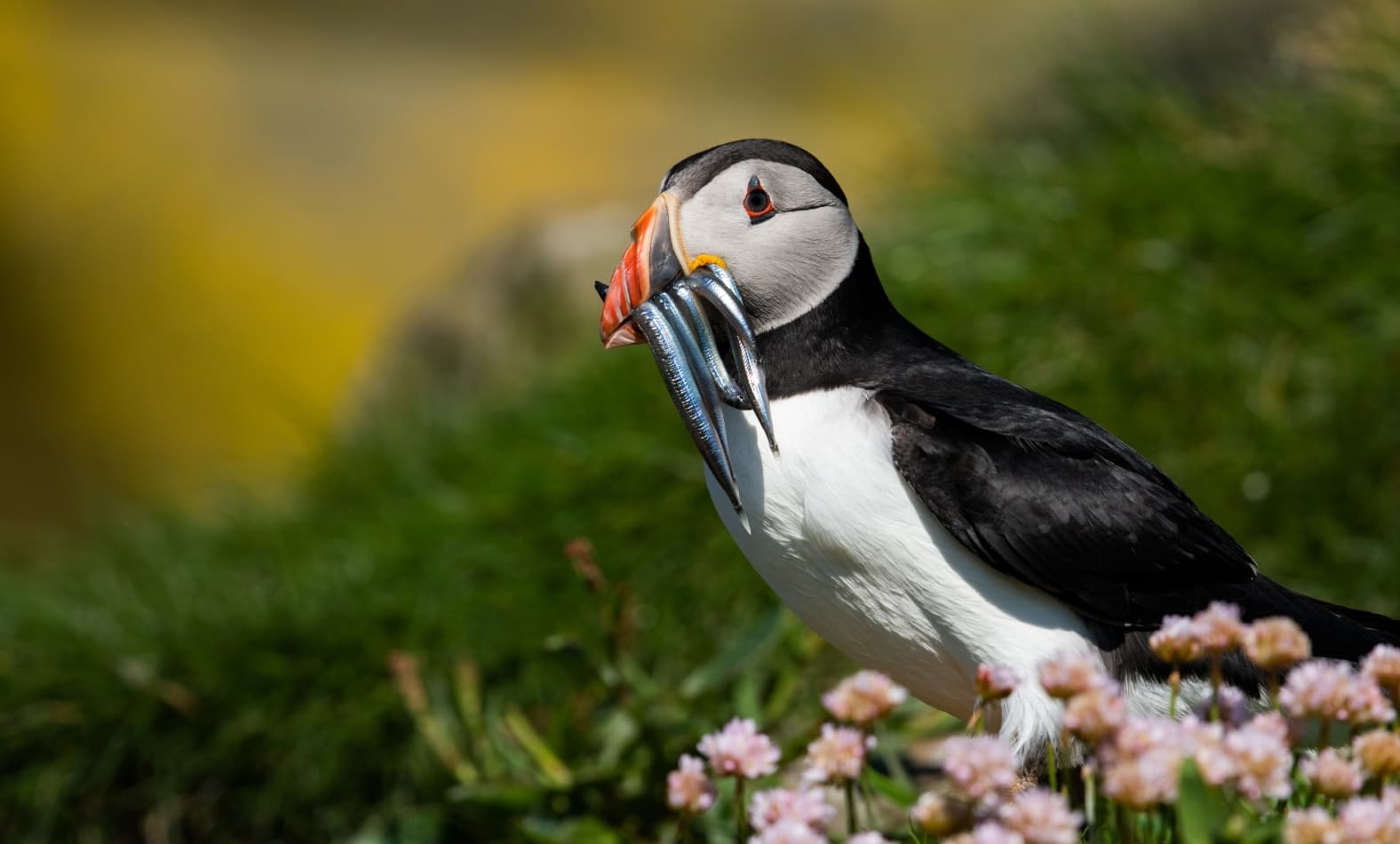 A puffin gathering food