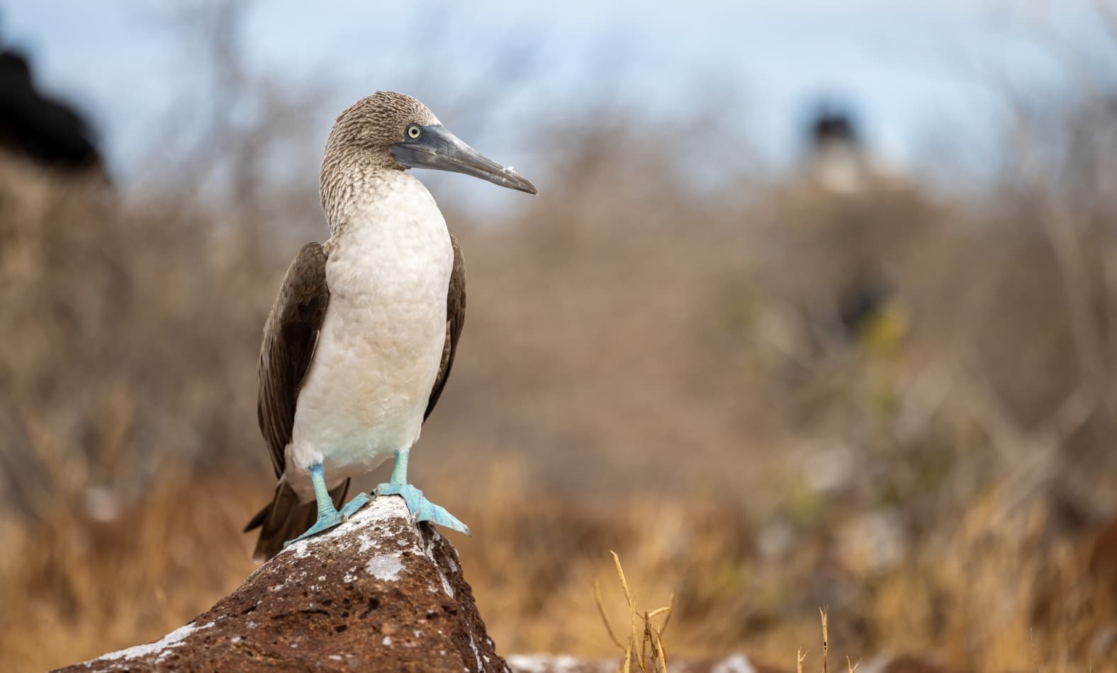 Blue-footed Booby standing