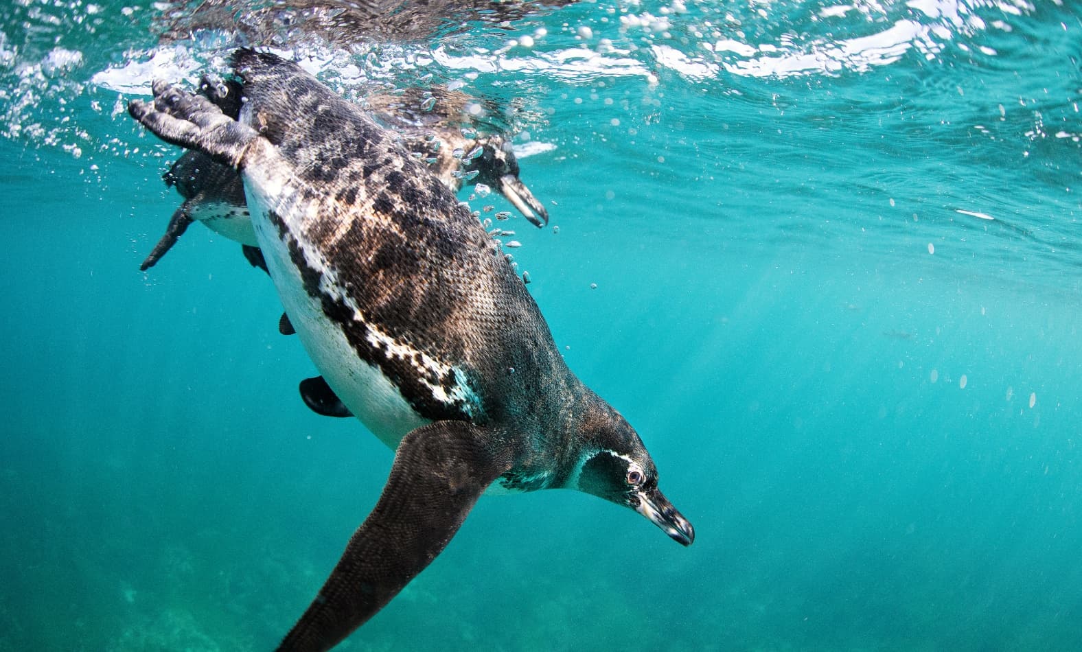 Galápagos Penguin free diving