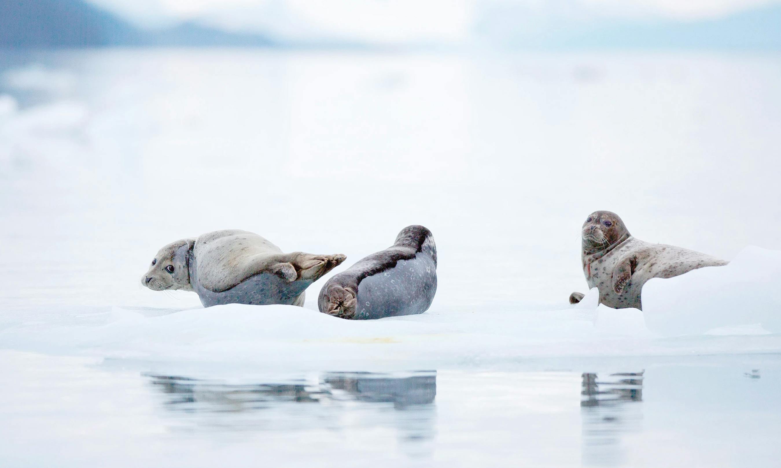 On the Northwest Passage, seal pups are among numerous wildlife you'll see along the way