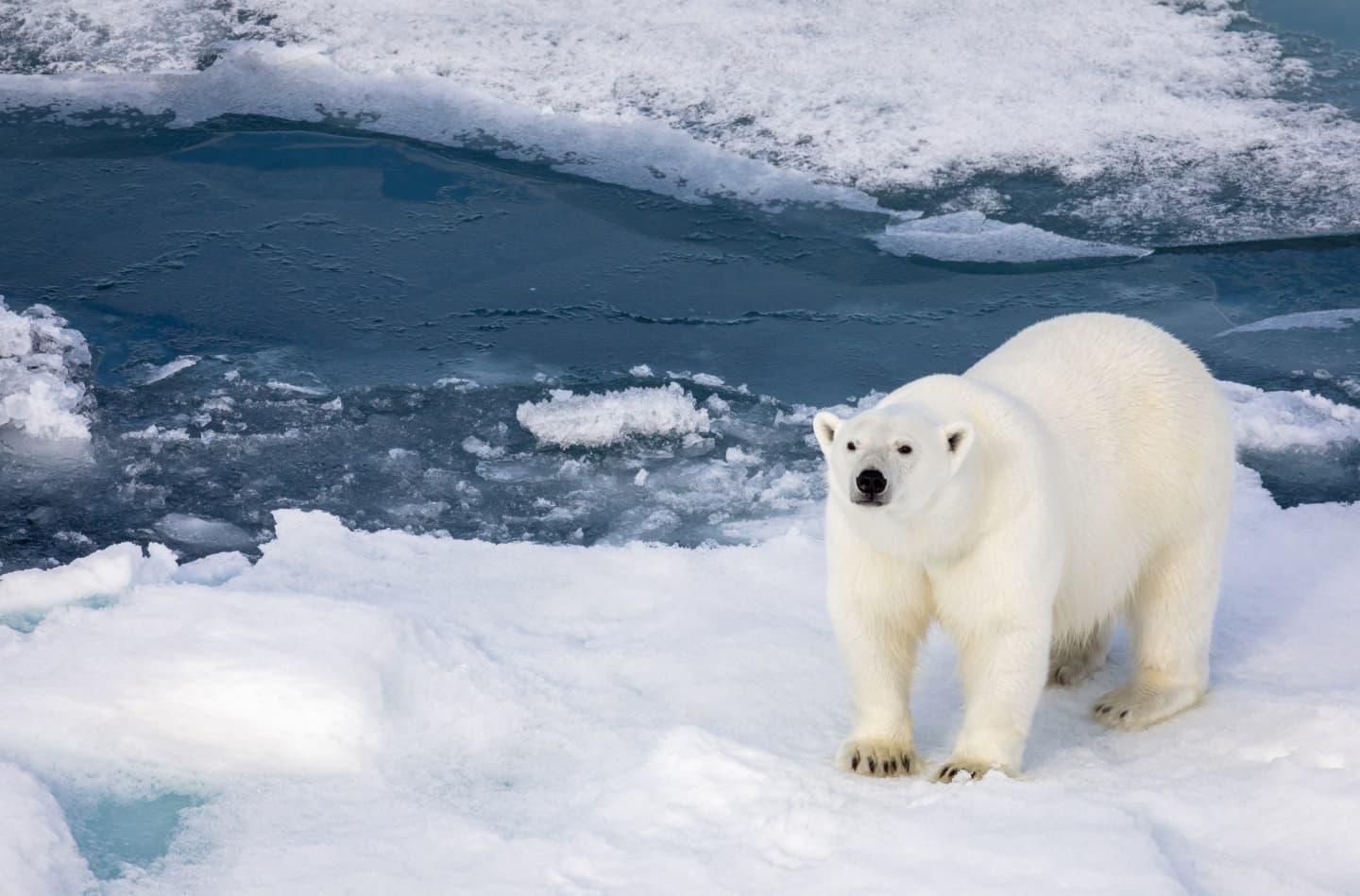 Adventures Through the Arctic