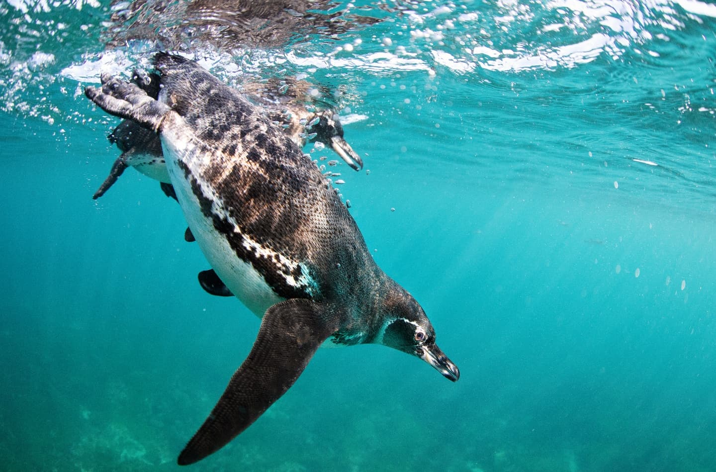 Exploring the Galápagos