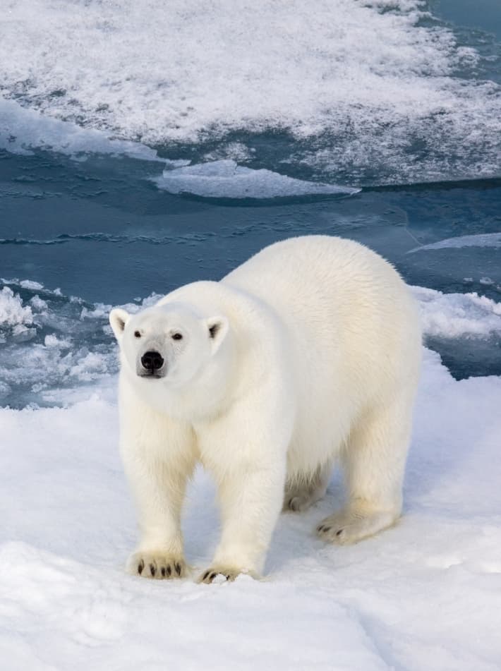 Close-up of ice cap